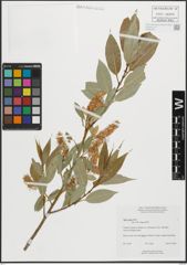 Foto von Salix lucida Muhl.